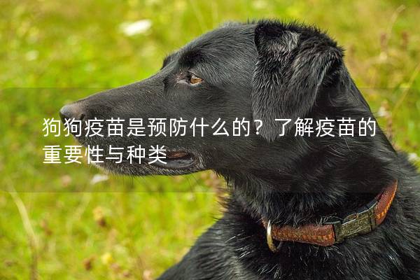 狗狗疫苗是预防什么的？了解疫苗的重要性与种类