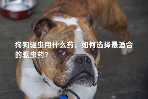狗狗驱虫用什么药，如何选择最适合的驱虫药？