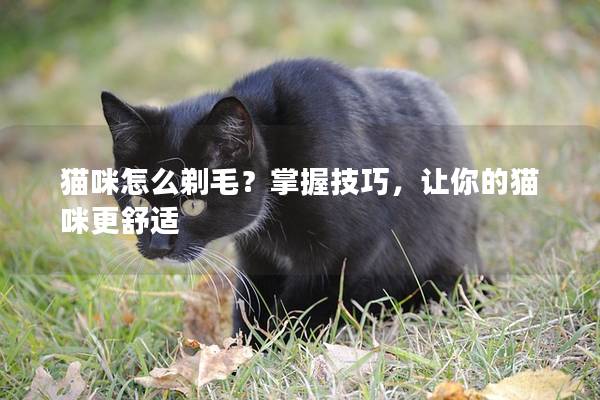 猫咪怎么剃毛？掌握技巧，让你的猫咪更舒适