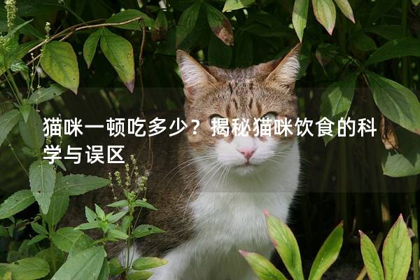 猫咪一顿吃多少？揭秘猫咪饮食的科学与误区