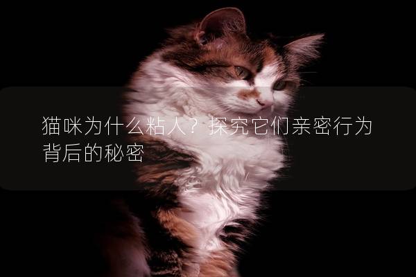猫咪为什么粘人？探究它们亲密行为背后的秘密