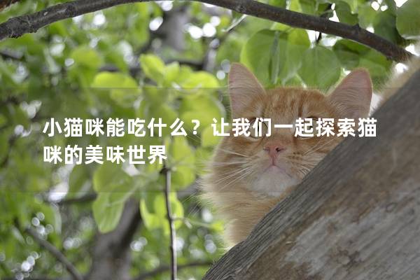 小猫咪能吃什么？让我们一起探索猫咪的美味世界