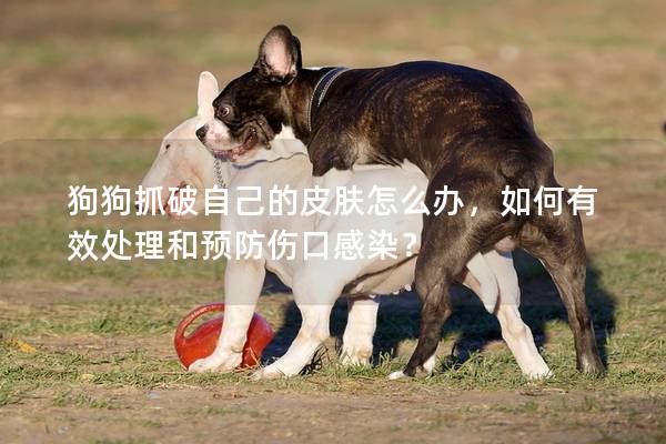 狗狗抓破自己的皮肤怎么办，如何有效处理和预防伤口感染？