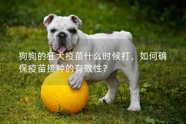 狗狗的狂犬疫苗什么时候打，如何确保疫苗接种的有效性？