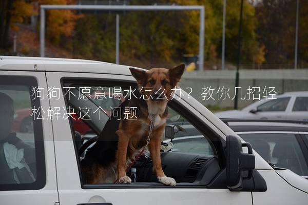 狗狗不愿意喝水怎么办？教你几招轻松解决这个问题