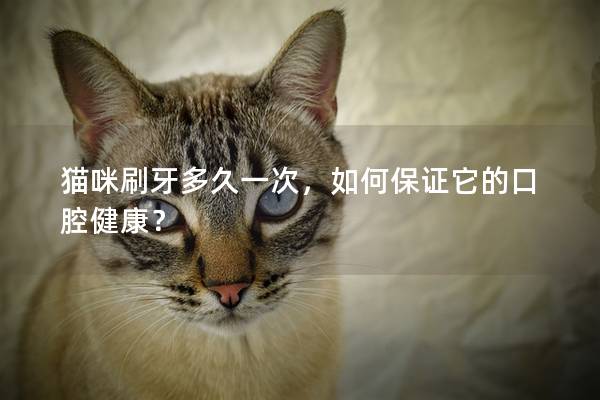 猫咪刷牙多久一次，如何保证它的口腔健康？