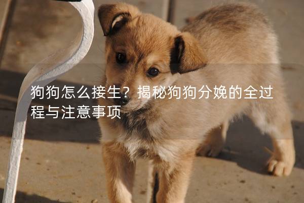狗狗怎么接生？揭秘狗狗分娩的全过程与注意事项
