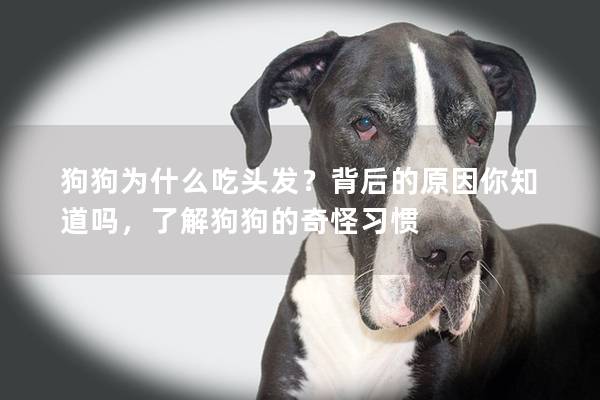 狗狗为什么吃头发？背后的原因你知道吗，了解狗狗的奇怪习惯