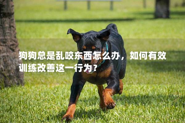 狗狗总是乱咬东西怎么办，如何有效训练改善这一行为？