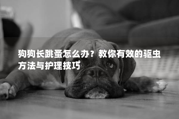 狗狗长跳蚤怎么办？教你有效的驱虫方法与护理技巧