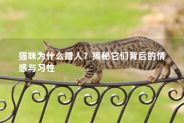 猫咪为什么蹭人？揭秘它们背后的情感与习性