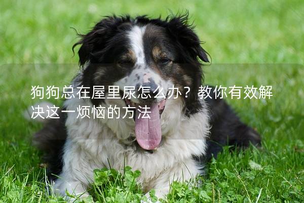 狗狗总在屋里尿怎么办？教你有效解决这一烦恼的方法