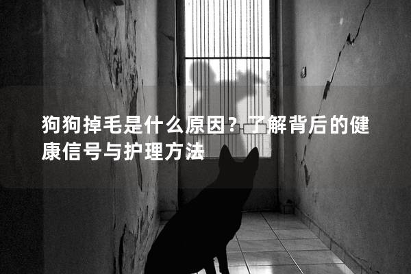 狗狗掉毛是什么原因？了解背后的健康信号与护理方法