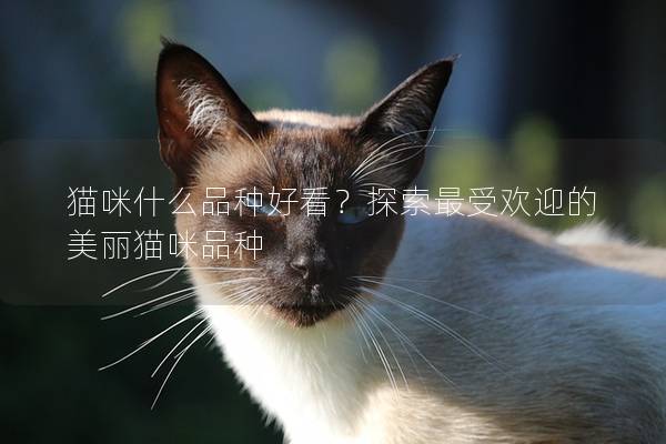 猫咪什么品种好看？探索最受欢迎的美丽猫咪品种
