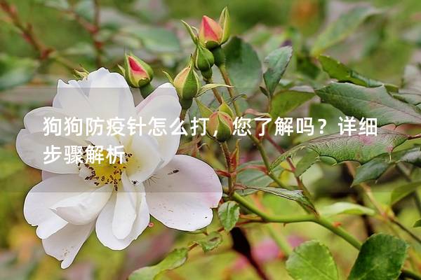 狗狗防疫针怎么打，您了解吗？详细步骤解析