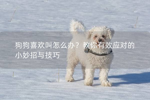狗狗喜欢叫怎么办？教你有效应对的小妙招与技巧