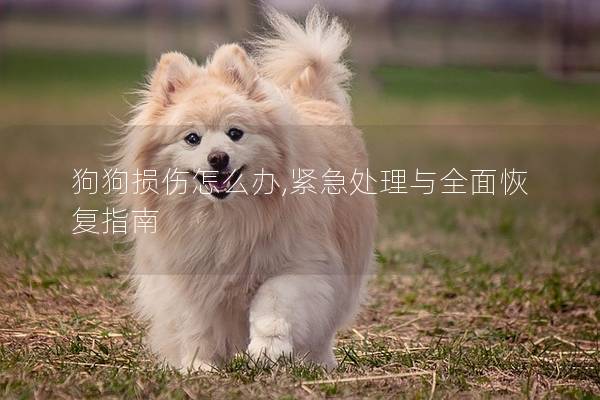 狗狗损伤怎么办,紧急处理与全面恢复指南