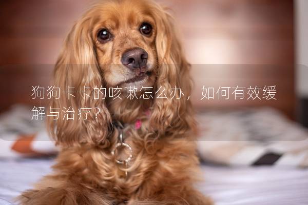 狗狗卡卡的咳嗽怎么办，如何有效缓解与治疗？