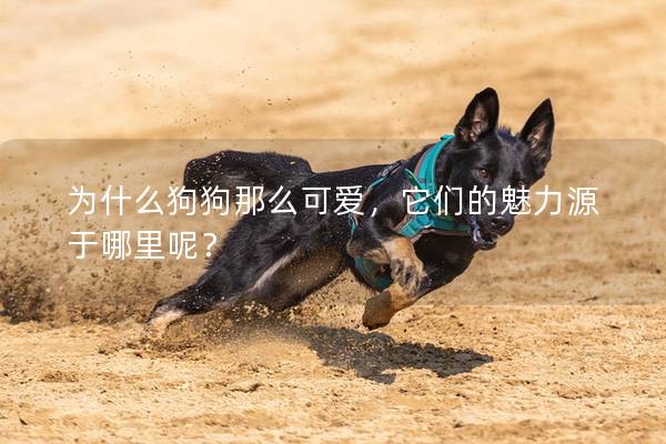 为什么狗狗那么可爱，它们的魅力源于哪里呢？