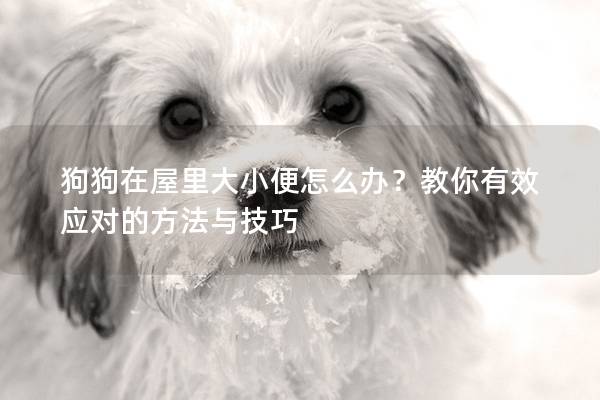 狗狗在屋里大小便怎么办？教你有效应对的方法与技巧