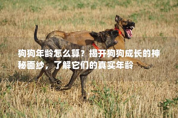 狗狗年龄怎么算？揭开狗狗成长的神秘面纱，了解它们的真实年龄