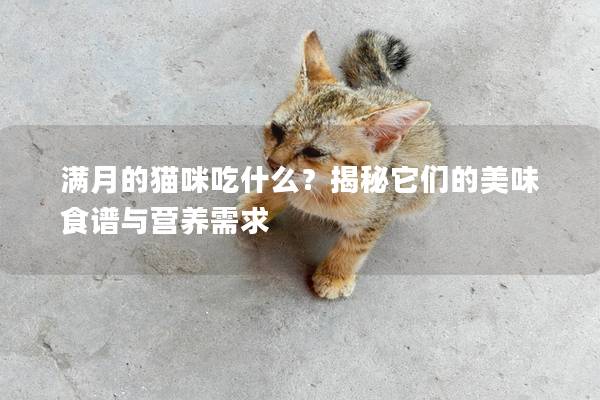 满月的猫咪吃什么？揭秘它们的美味食谱与营养需求
