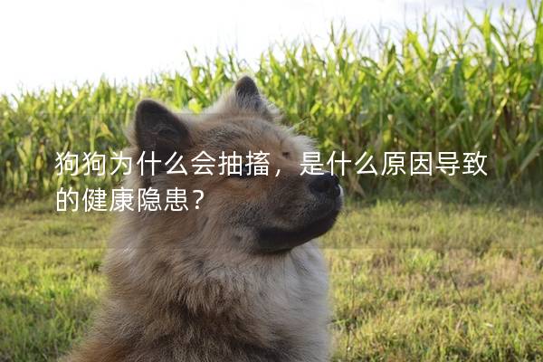 狗狗为什么会抽搐，是什么原因导致的健康隐患？