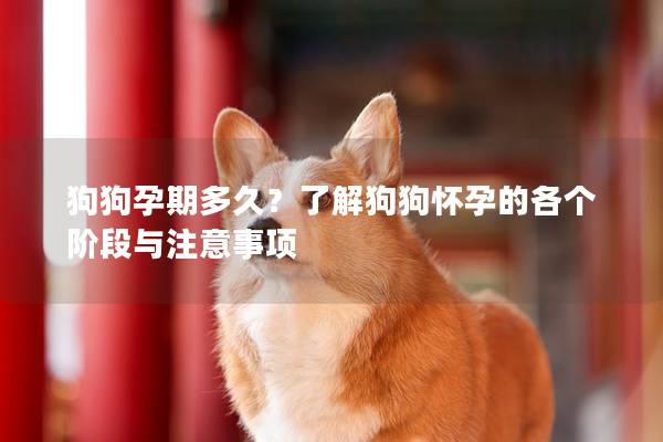 狗狗孕期多久？了解狗狗怀孕的各个阶段与注意事项
