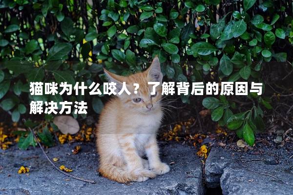 猫咪为什么咬人？了解背后的原因与解决方法