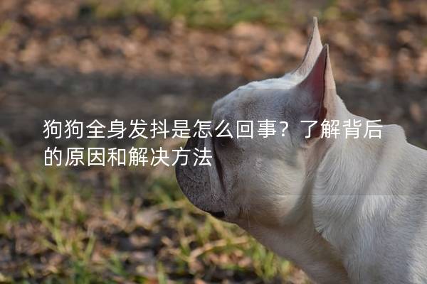 狗狗全身发抖是怎么回事？了解背后的原因和解决方法