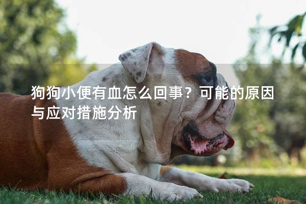 狗狗小便有血怎么回事？可能的原因与应对措施分析