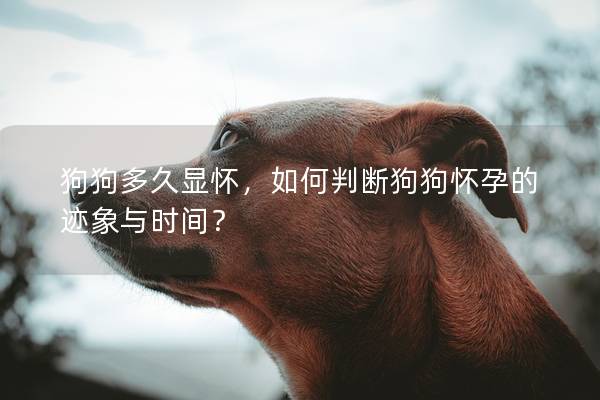 狗狗多久显怀，如何判断狗狗怀孕的迹象与时间？