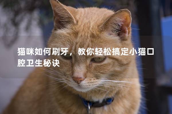 猫咪如何刷牙，教你轻松搞定小猫口腔卫生秘诀