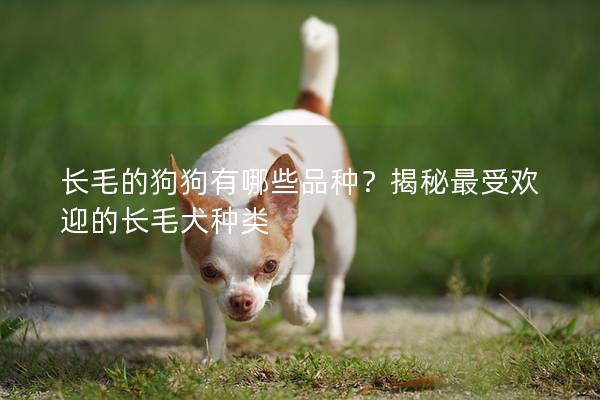 长毛的狗狗有哪些品种？揭秘最受欢迎的长毛犬种类