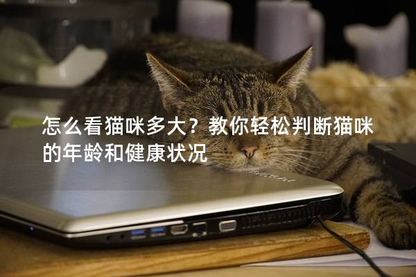 怎么看猫咪多大？教你轻松判断猫咪的年龄和健康状况