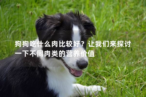 狗狗吃什么肉比较好？让我们来探讨一下不同肉类的营养价值