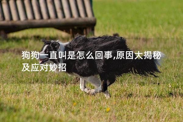 狗狗一直叫是怎么回事,原因大揭秘及应对妙招