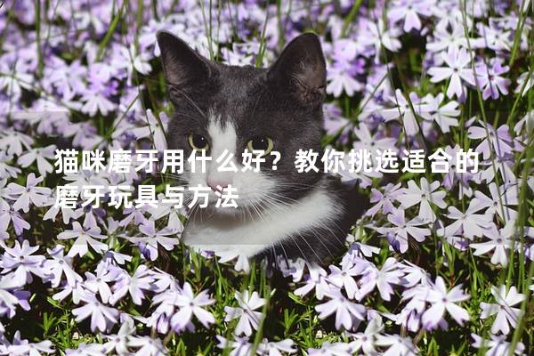 猫咪磨牙用什么好？教你挑选适合的磨牙玩具与方法