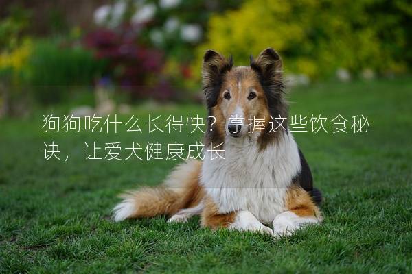 狗狗吃什么长得快？掌握这些饮食秘诀，让爱犬健康成长