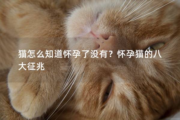 猫怎么知道怀孕了没有？怀孕猫的八大征兆