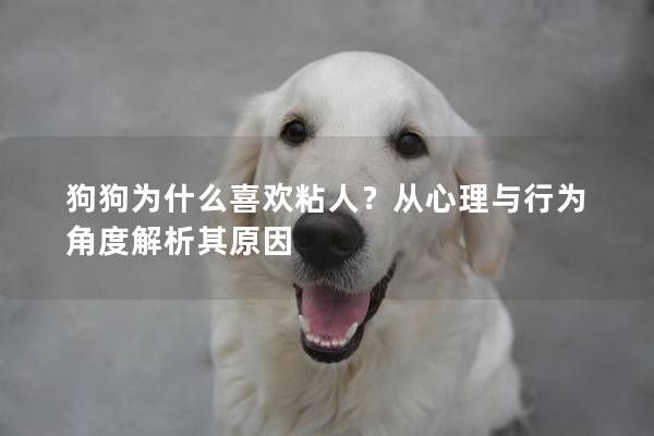 狗狗为什么喜欢粘人？从心理与行为角度解析其原因