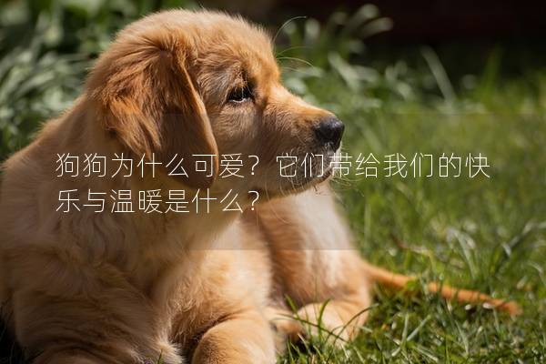 狗狗为什么可爱？它们带给我们的快乐与温暖是什么？