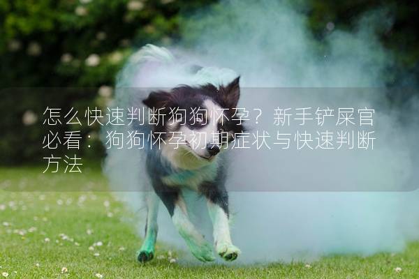 怎么快速判断狗狗怀孕？新手铲屎官必看：狗狗怀孕初期症状与快速判断方法