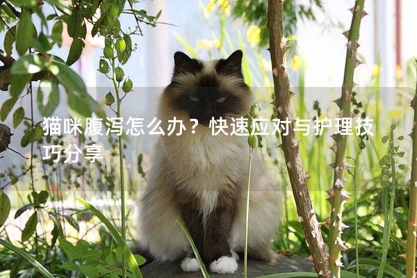 猫咪腹泻怎么办？快速应对与护理技巧分享