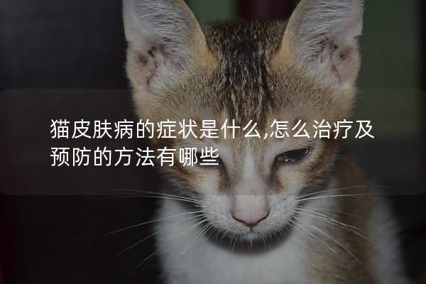 猫皮肤病的症状是什么,怎么治疗及预防的方法有哪些