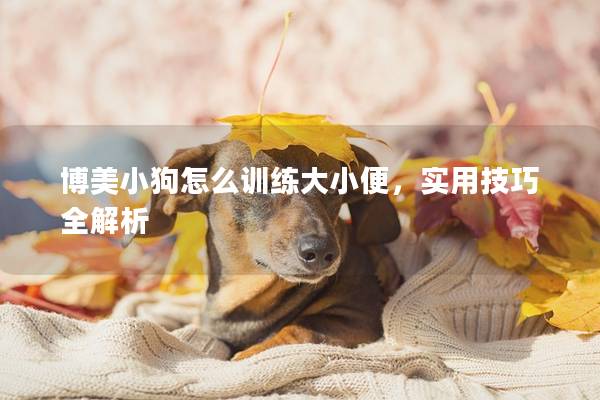 博美小狗怎么训练大小便，实用技巧全解析