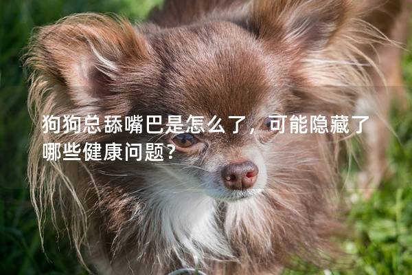 狗狗总舔嘴巴是怎么了，可能隐藏了哪些健康问题？