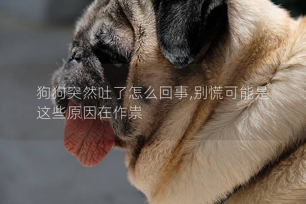 狗狗突然吐了怎么回事,别慌可能是这些原因在作祟