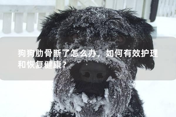 狗狗肋骨断了怎么办，如何有效护理和恢复健康？