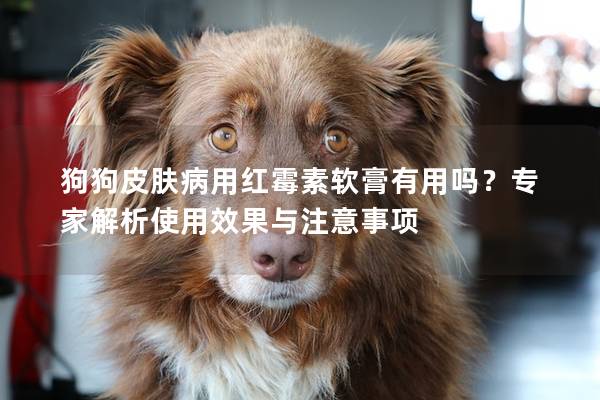 狗狗皮肤病用红霉素软膏有用吗？专家解析使用效果与注意事项